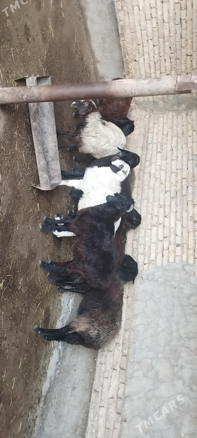 goyun goclar - Çärjew - img 2