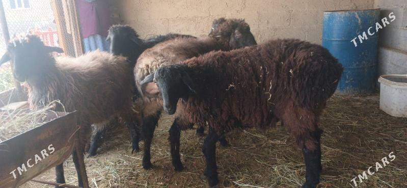 GOYUN - Gökdepe - img 6