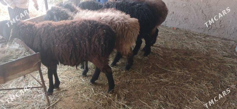 GOYUN - Gökdepe - img 8