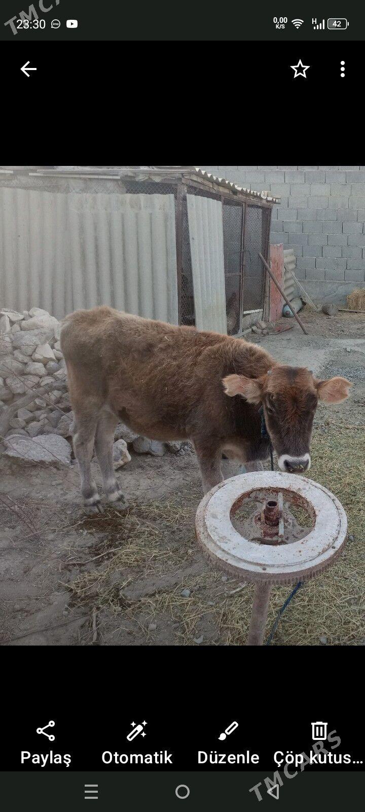 Okuz - Bäherden - img 4