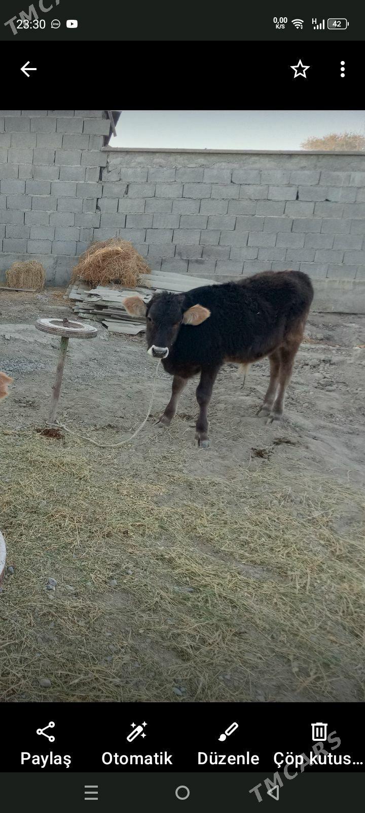 Okuz - Bäherden - img 3