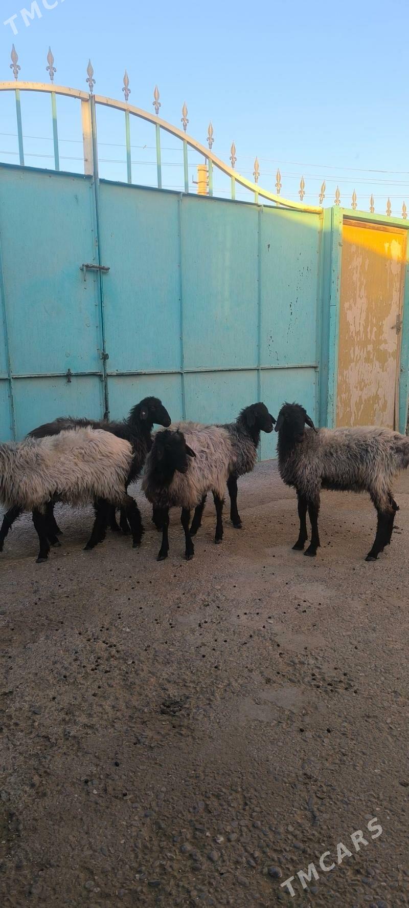 YAZ ISSEK - Гарадамак Шор - img 1