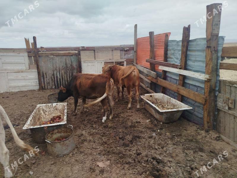 okuz - Туркменбаши - img 2