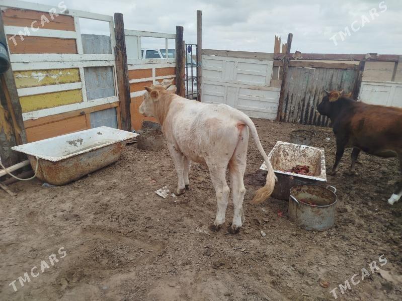 okuz - Туркменбаши - img 1