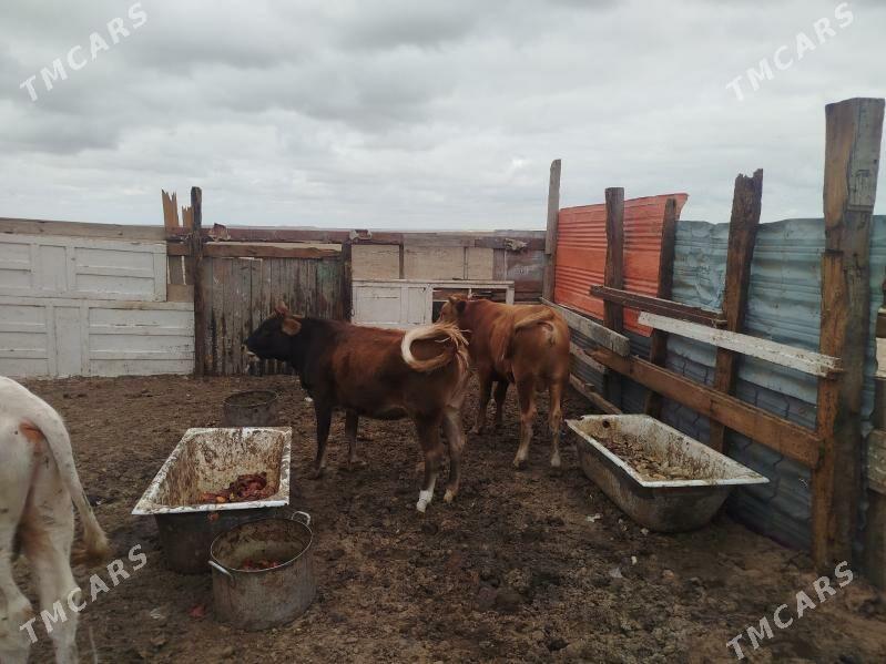 okuz - Туркменбаши - img 3