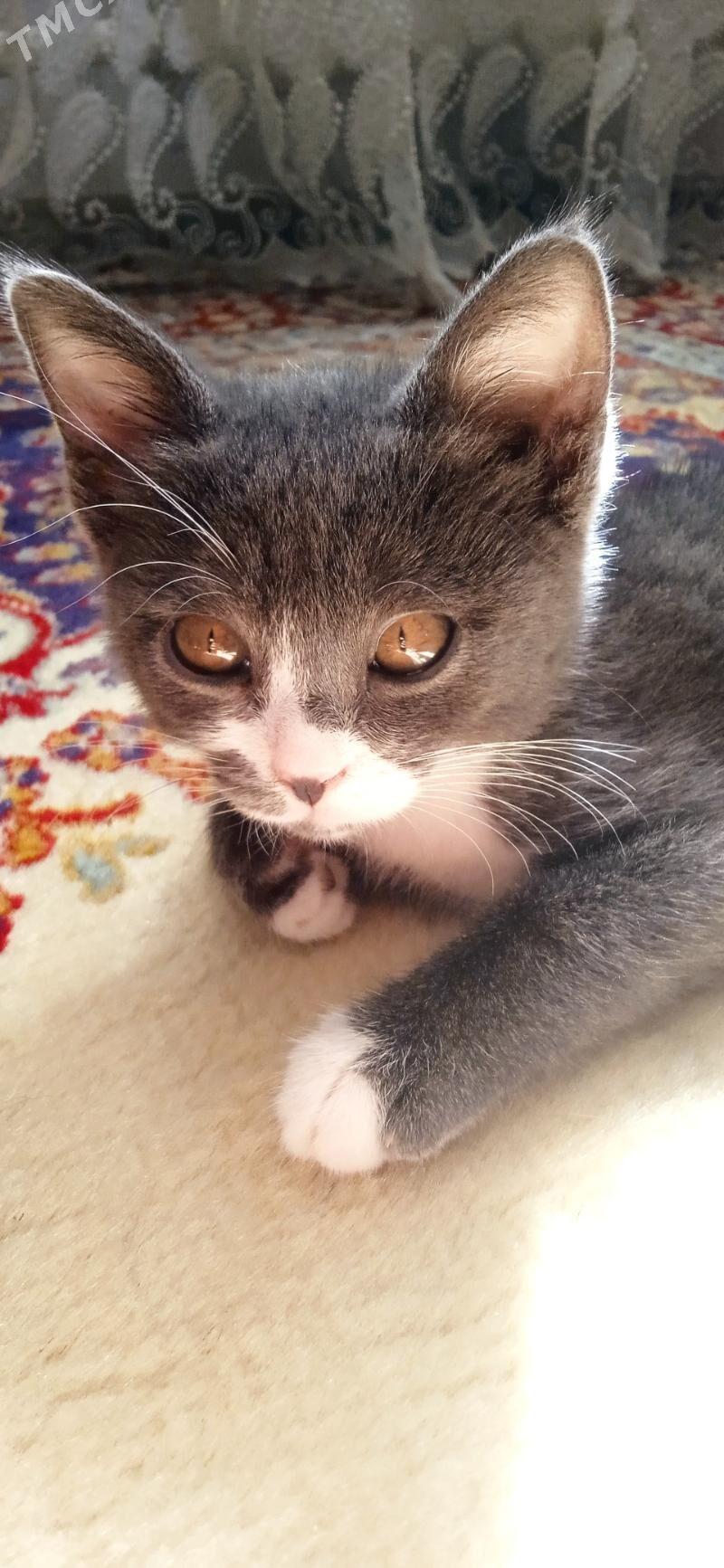 Pisik - Türkmenabat - img 2