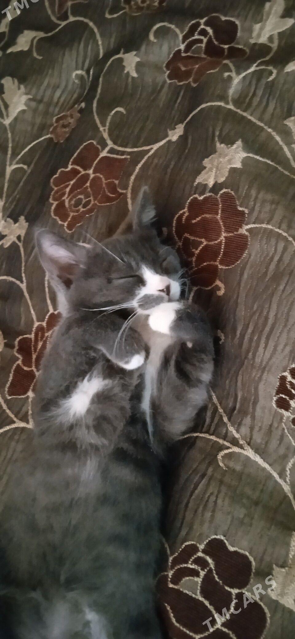 Pisik - Türkmenabat - img 3