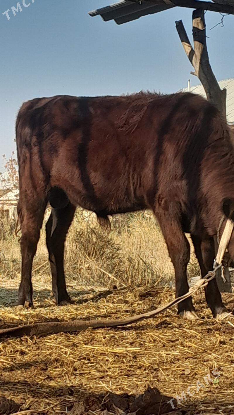 Okuz - Мары - img 3