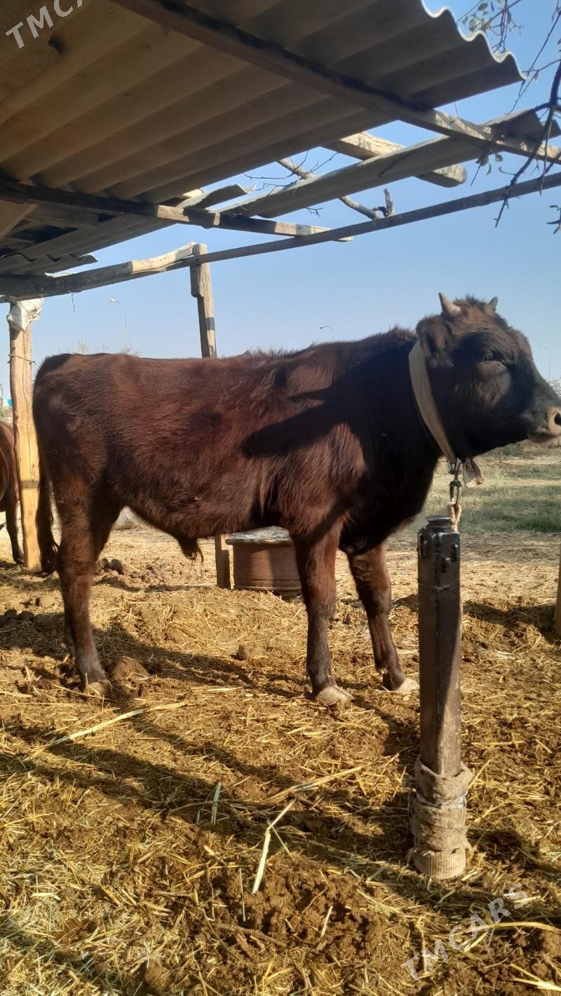 Okuz - Мары - img 5