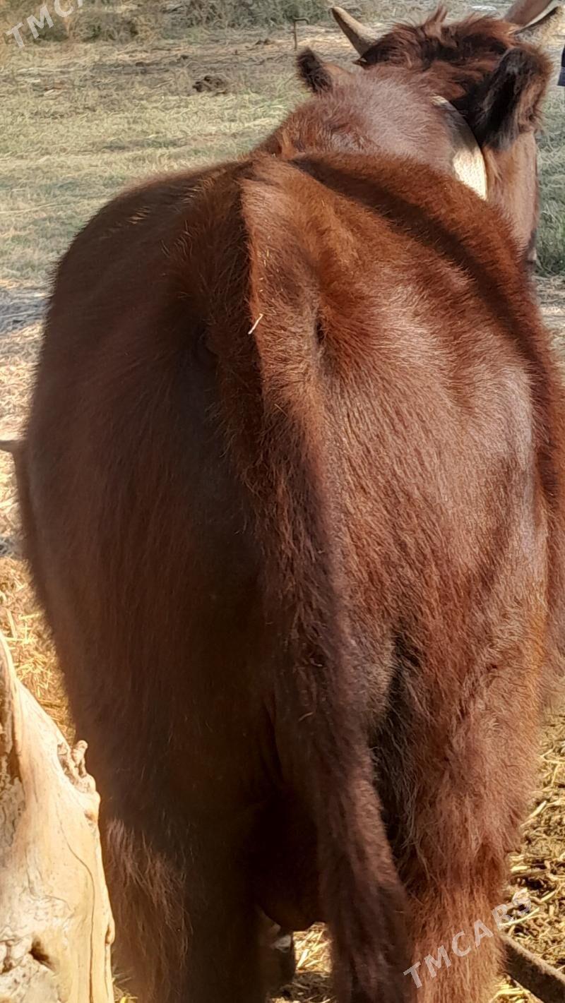 Okuz - Мары - img 4