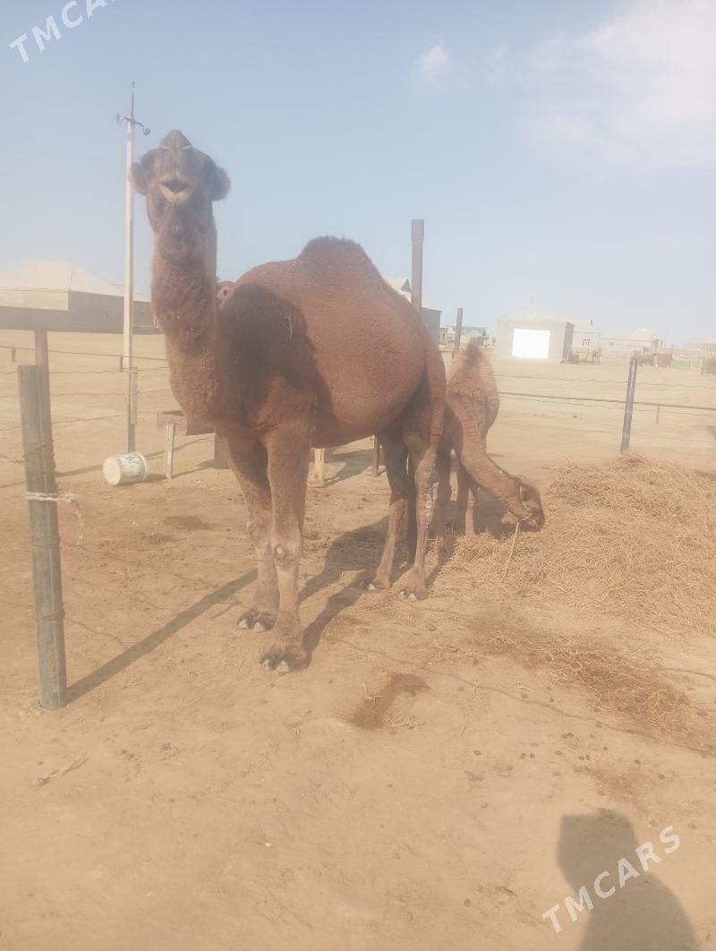 erke - Эсенгулы - img 2