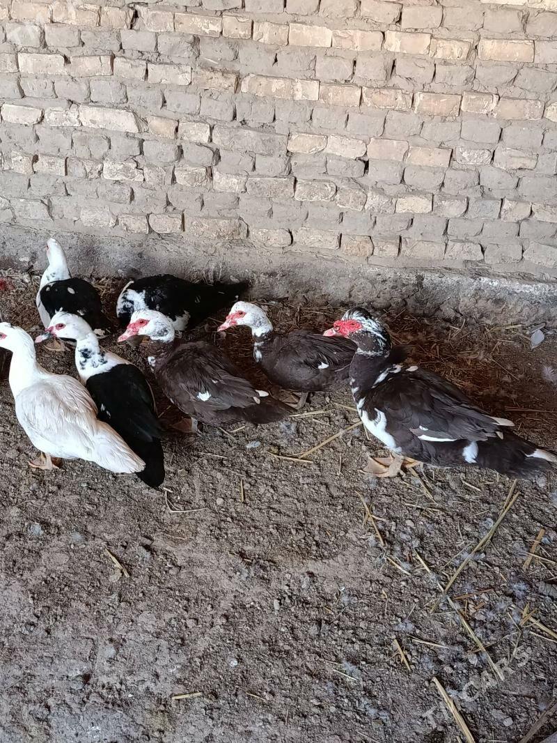 Indautga - Мургап - img 3