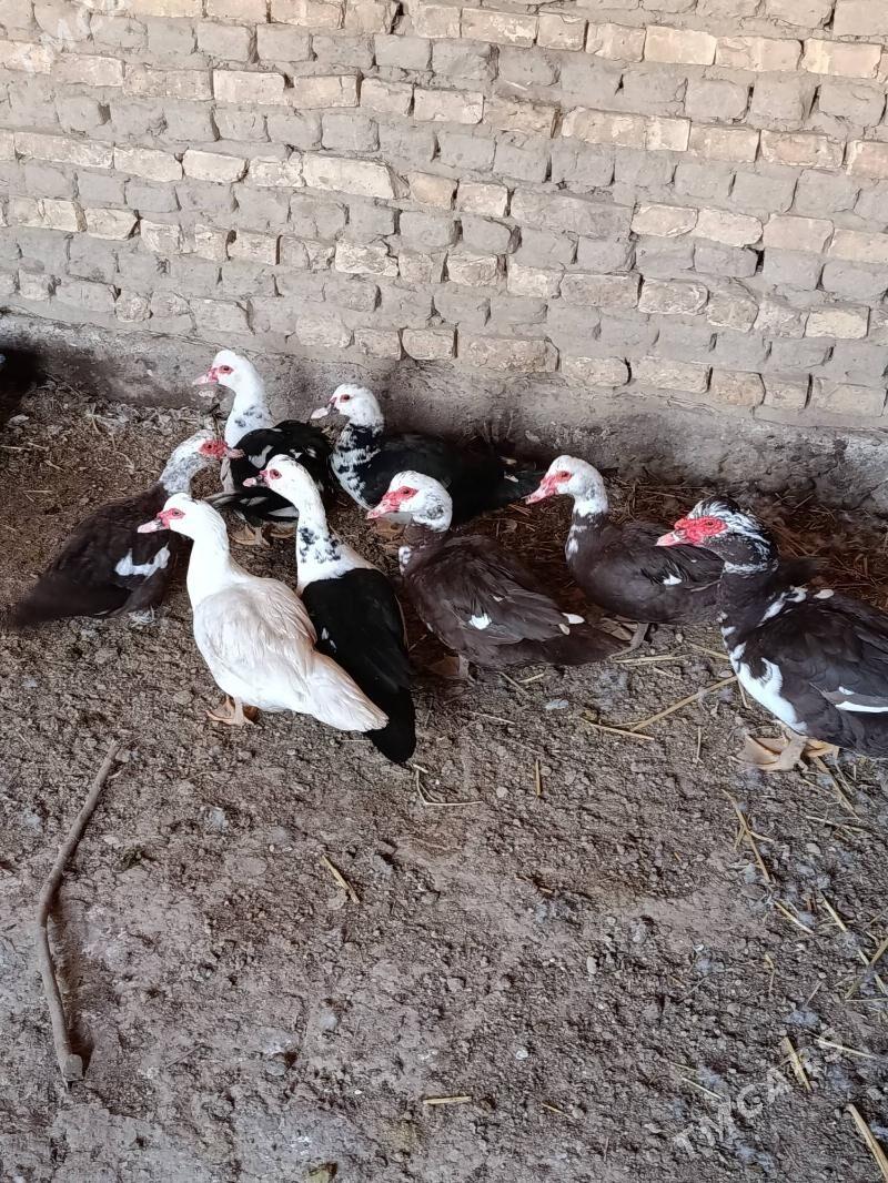 Indautga - Мургап - img 7