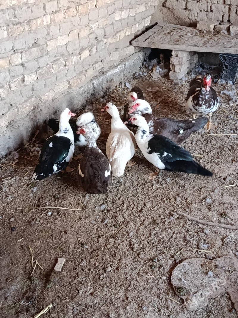 Indautga - Мургап - img 2