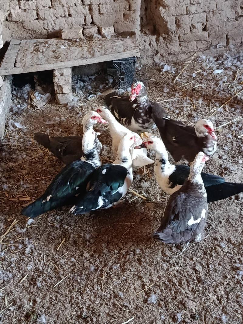 Indautga - Мургап - img 4