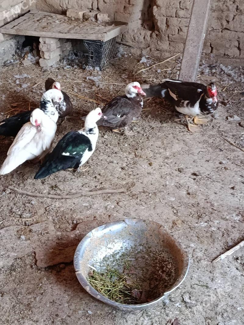 Indautga - Мургап - img 8