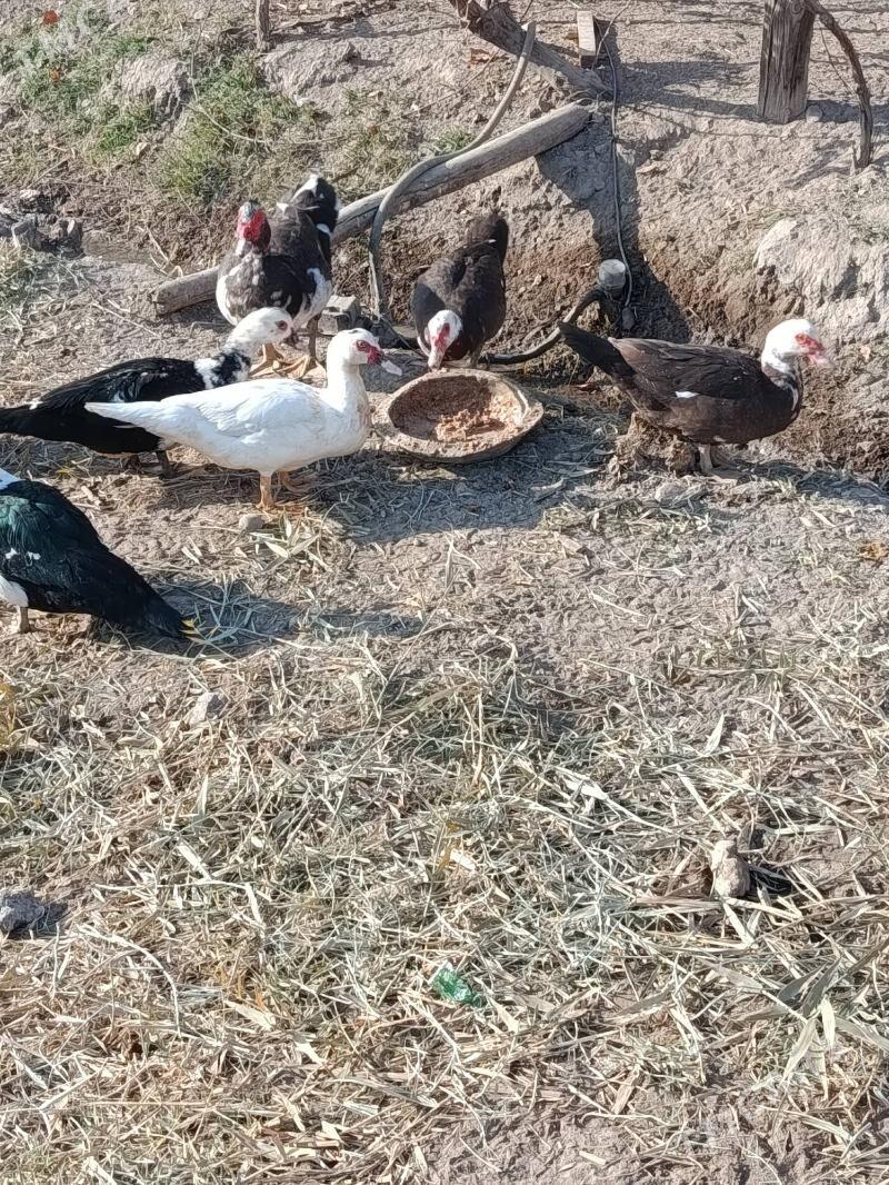 Indautga - Мургап - img 10