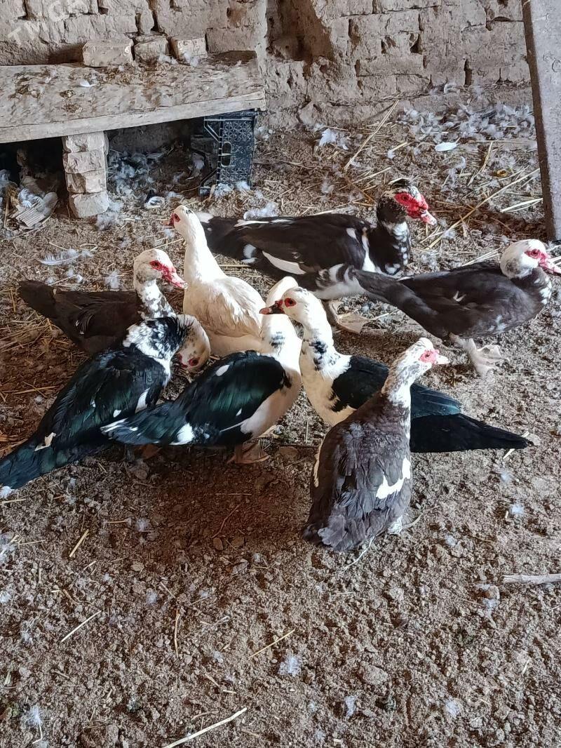 Indautga - Мургап - img 5