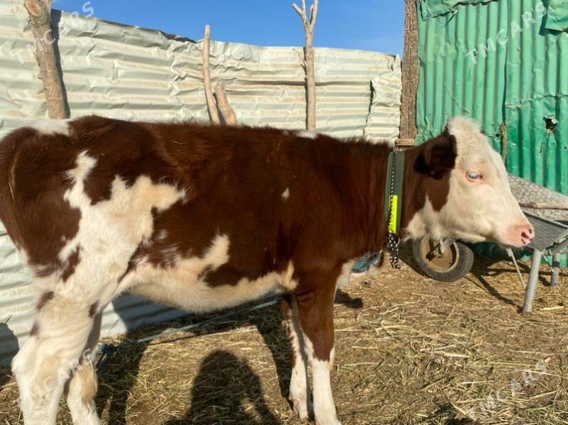 сментал - Фарап - img 1