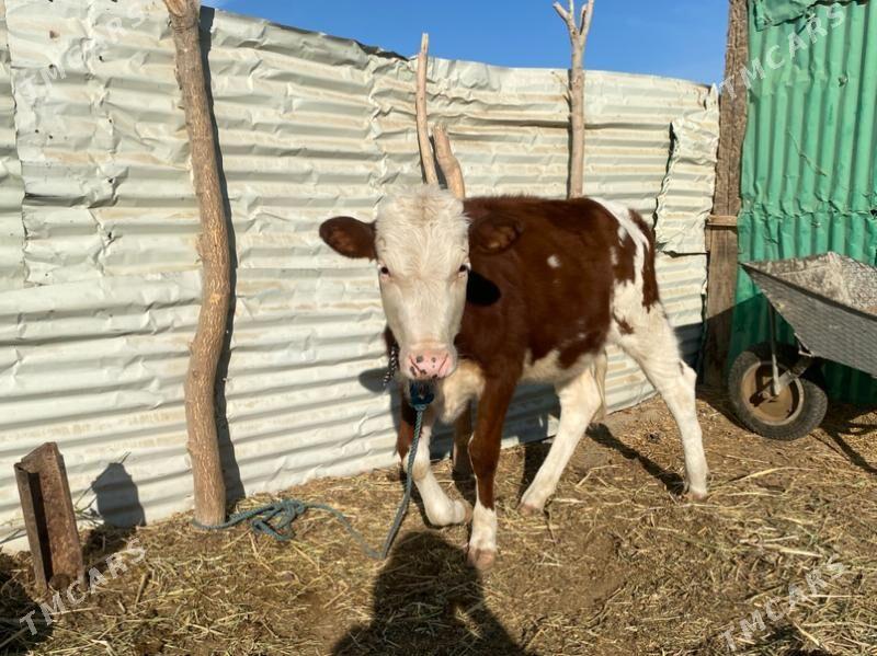 сментал - Фарап - img 5