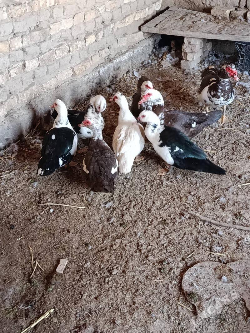 Indautga - Мургап - img 6