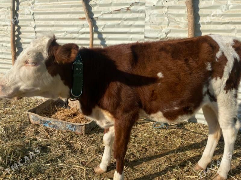 сментал - Фарап - img 6