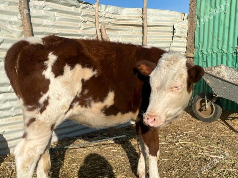 сментал - Фарап - img 2