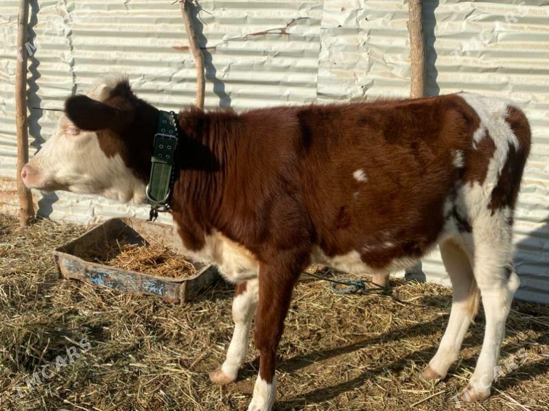 сментал - Фарап - img 9