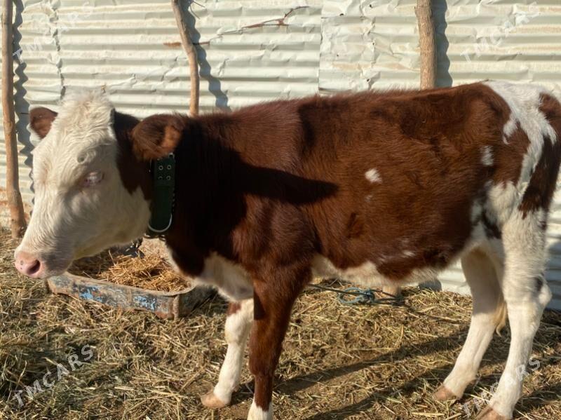 сментал - Фарап - img 7