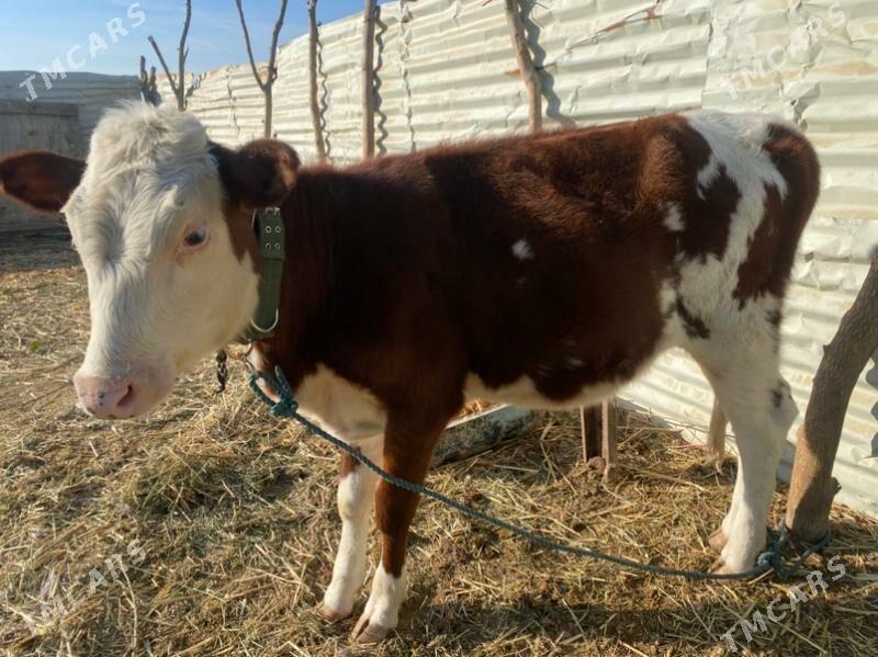 сментал - Фарап - img 3