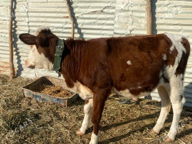 сментал - Фарап - img 8