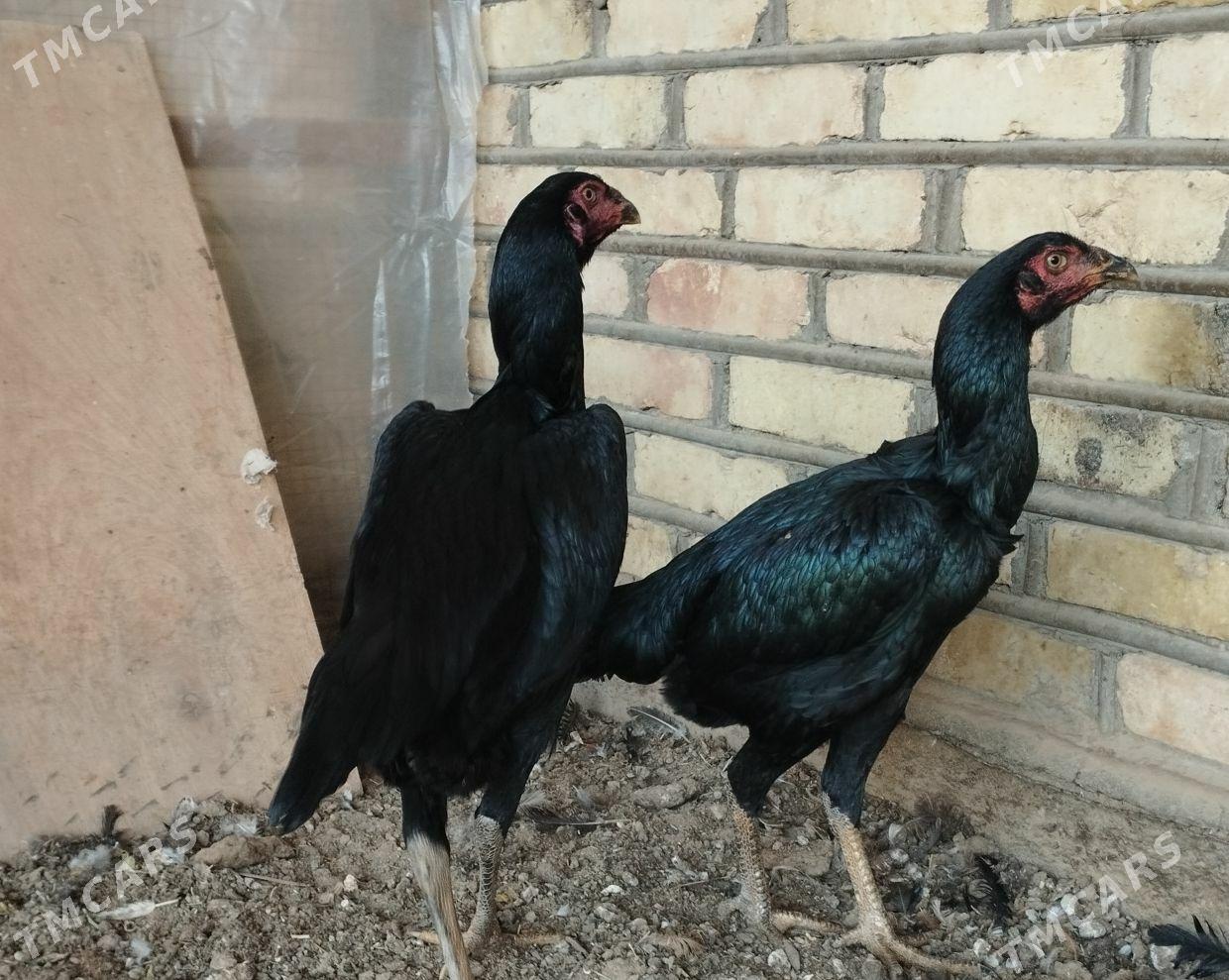 baysow towuk - Mary - img 1