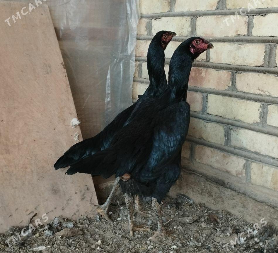 baysow towuk - Mary - img 3