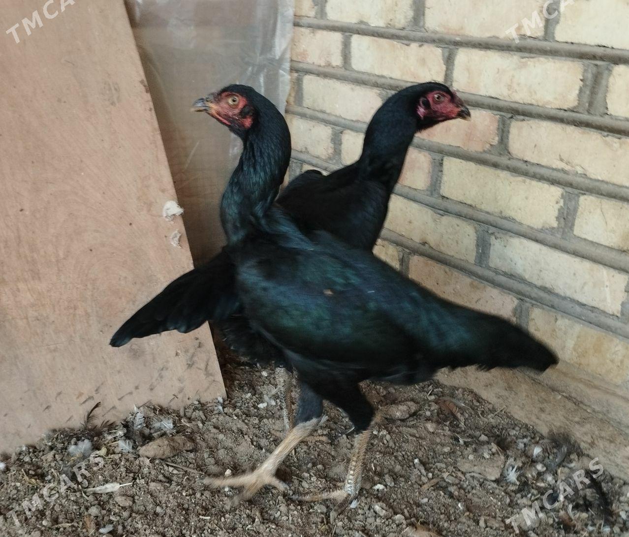 baysow towuk - Mary - img 2