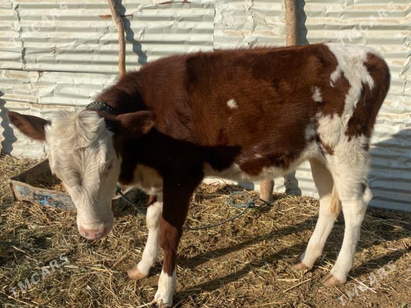 сментал - Фарап - img 10