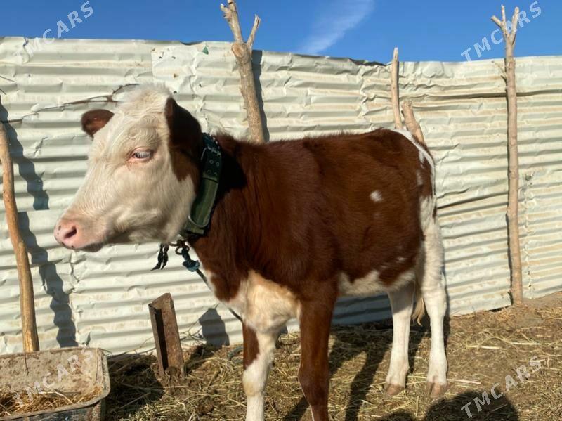 сментал - Фарап - img 4