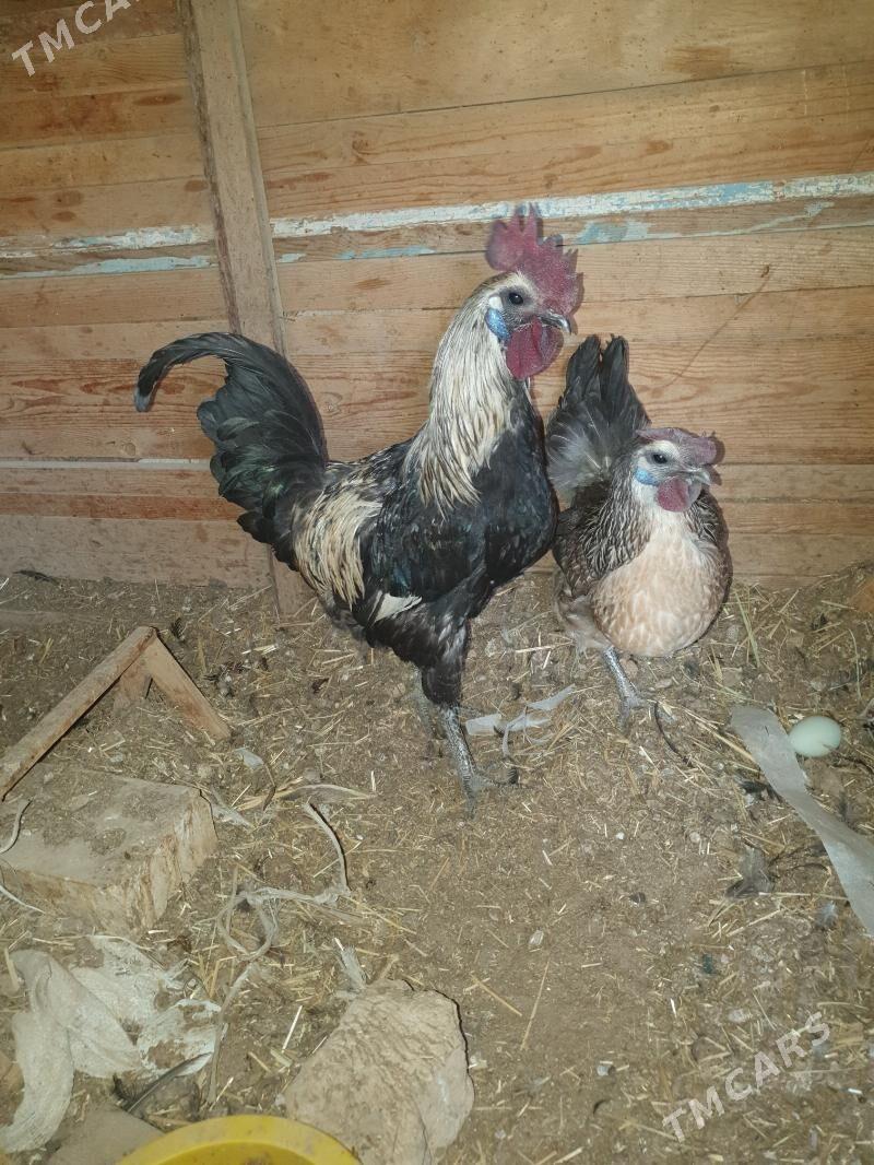 Lakadans - Мары - img 3