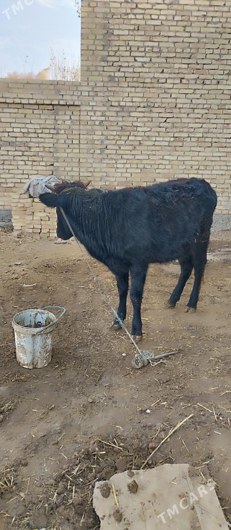 Unajyn - Туркменабат - img 2