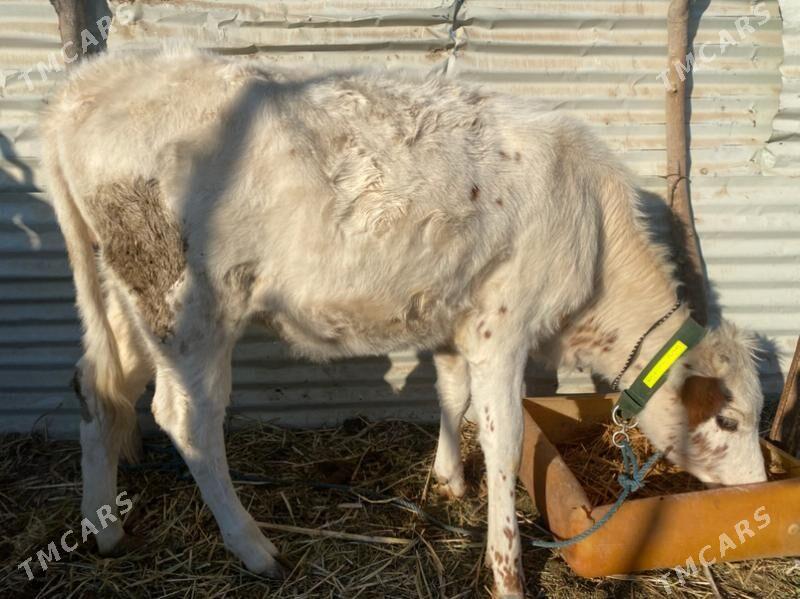 унажин - Фарап - img 6