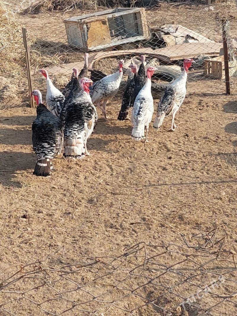 induk - Теджен - img 2