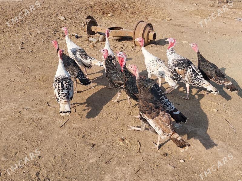 induk - Теджен - img 3