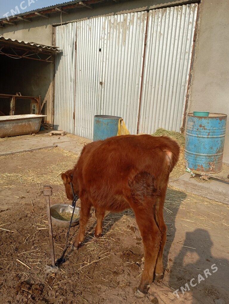 göle - Ýalkym - img 2