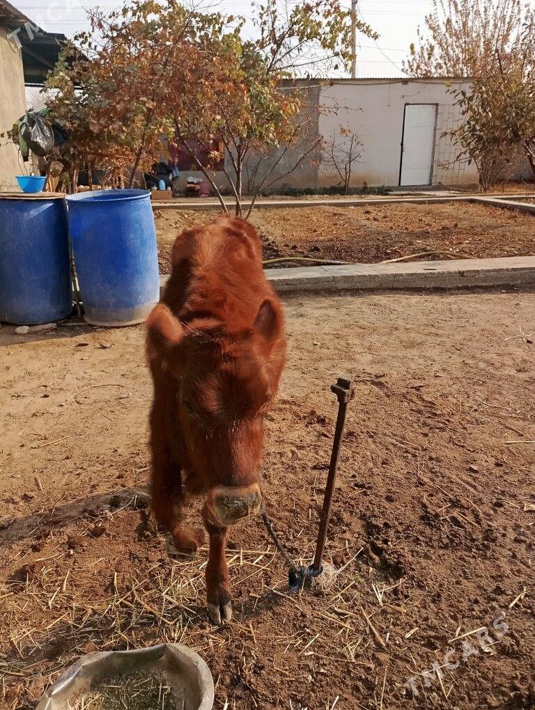 göle - Ýalkym - img 3