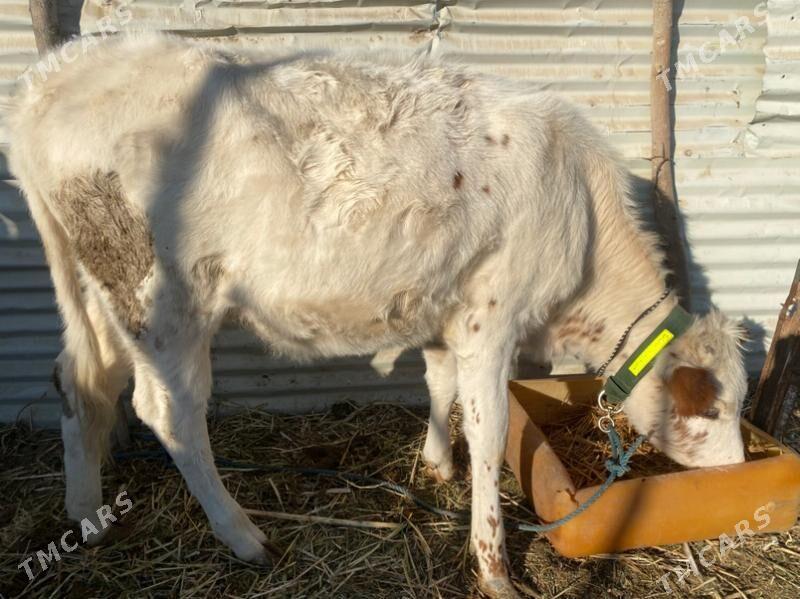 унажин - Фарап - img 7