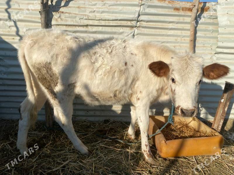 унажин - Фарап - img 3