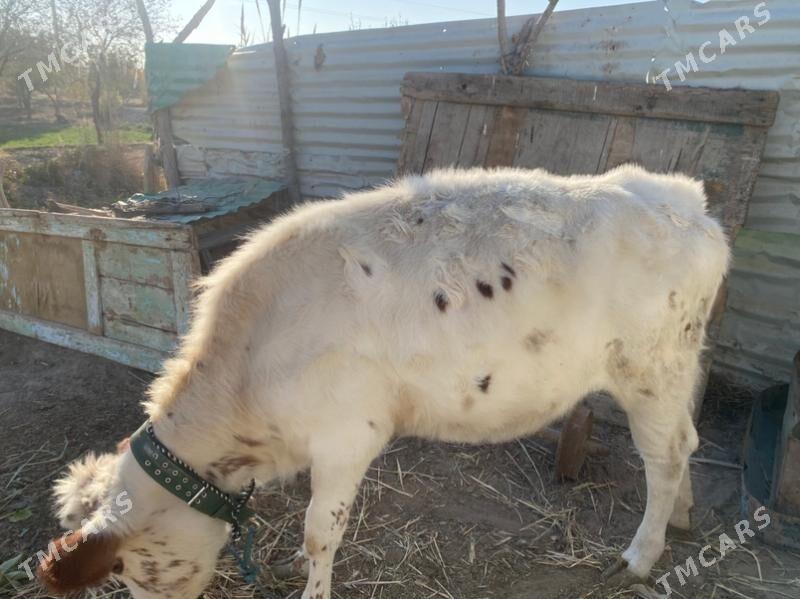 унажин - Фарап - img 9