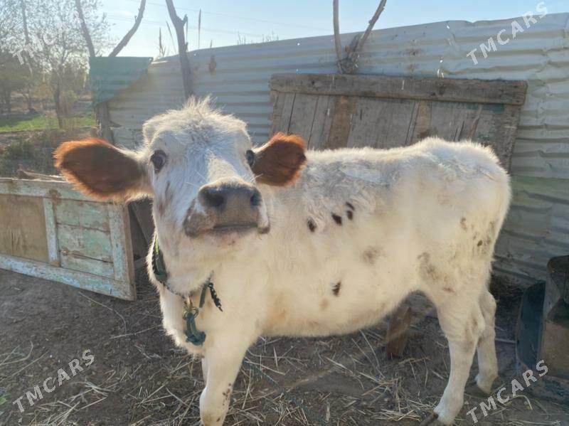 унажин - Фарап - img 10