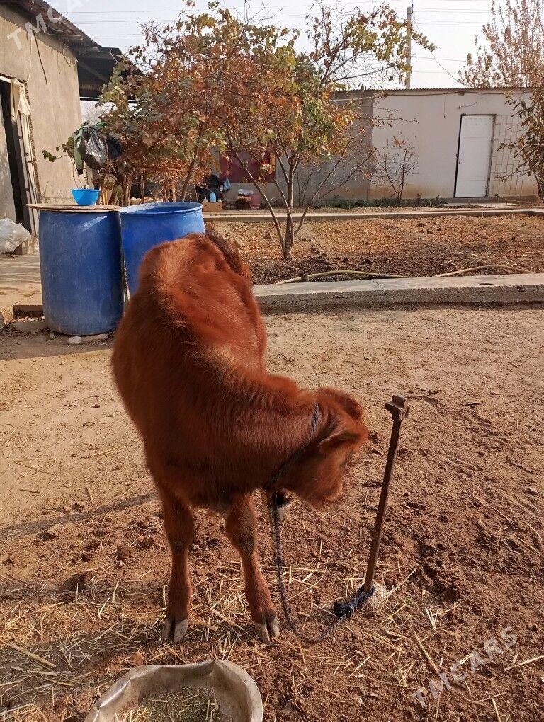 göle - Ýalkym - img 4