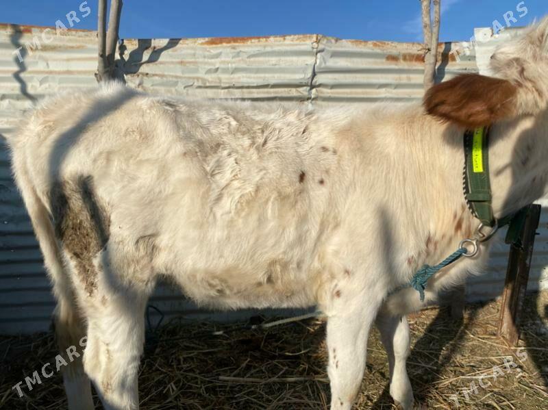 унажин - Фарап - img 8