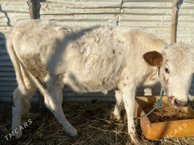 унажин - Фарап - img 5